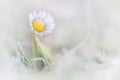 Beautiful flower freeze on a frosty morning. Daisy Bellis perennis  covered with ice crystals. Close up of frozen Bellis flower Royalty Free Stock Photo