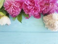 Beautiful flower fresh peonies blossom greeting a blue wooden background, summer frame Royalty Free Stock Photo