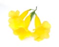 Beautiful Yellow Trumpetbush Flowers on White Background Royalty Free Stock Photo