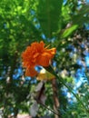 Beautiful flower in front of the house Royalty Free Stock Photo