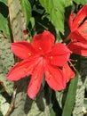 Wild red flower.