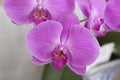 a Beautiful flower garden. beautiful orchids, spring day Royalty Free Stock Photo