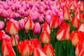 Beautiful flower garden with bright orange and pink tulips tucked into lush green of garden