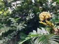 Beautiful flower in the garden, closeup view