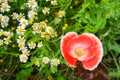 Beautiful flower in garden at doi Ang Khang, Thailand