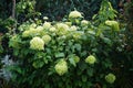 Hydrangea macrophylla is a species of flowering plant in the family Hydrangeaceae. Berlin, Germany