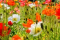 Beautiful flower garden of a Iceland poppy flower. Royalty Free Stock Photo