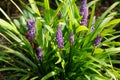 Liriope muscari `Moneymaker` is an erect evergreen perennial that produces blue-purple flowers in panicles from August to October.