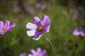 Beautiful flower in the garden.