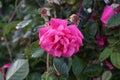 Ornamental rose `Marion`. Garden pink rose as an ornamental plant grown in the garden. Berlin, Germany