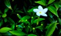 Small white flower