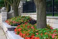 Beautiful flower garden with trees and stone wall along Main Street in Downers Grove, Illinois Royalty Free Stock Photo