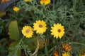 Yellow Helichrysum in the garden. Berlin, Germany