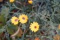 Yellow Helichrysum in the garden. Berlin, Germany