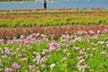 Beautiful flower gardens beside the pond