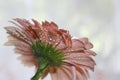 Beautiful flower Gerbera pink color in the drops of dew on a white background, close-up. Macro. Royalty Free Stock Photo