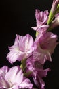 Beautiful flower Gladiolus on black background Royalty Free Stock Photo