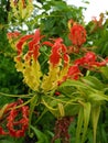 The beautiful flower of Gloriosa superba