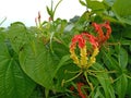 The beautiful flower of Gloriosa superba