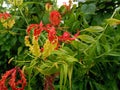 The beautiful flower of Gloriosa superba