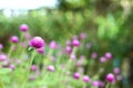 Beautiful flower - Gomphrena globosa, Globe Amaranth, Bachelor Button Royalty Free Stock Photo