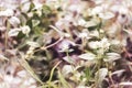 Beautiful flower grass little white in a meadow nature with suns Royalty Free Stock Photo