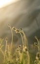 Beautiful flower grass in relax morning time Royalty Free Stock Photo