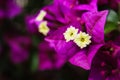 The beautiful flower of Great bougainvillea, Bougainvillea spectabilis in Portugal Royalty Free Stock Photo