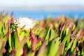 Beautiful flower in a green field at Doran Beach, California