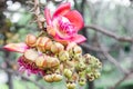 Beautiful flower and green leaf background in flower garden. Cannon ball flower. Royalty Free Stock Photo