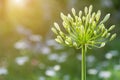 Beautiful flower and green leaf background in garden at sunny summer or spring day. Royalty Free Stock Photo