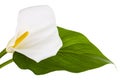 Beautiful flower and green leaf calla isolated on white background Royalty Free Stock Photo