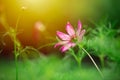 Beautiful flower green nature of Cosmos bipinnatus