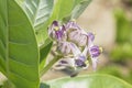 Beautiful Flower, Group of Fresh Calotropis Gigantea Flower or Crown Flower