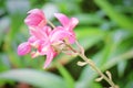 Fresh Pink Jatropha Integerrim or Peregrina Flowers