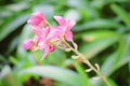 Fresh Pink Jatropha Integerrim or Peregrina Flowers