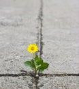 Beautiful flower growing on crack street