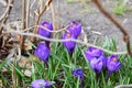 Crocus bright purple snowdrop in a flowering park on a sunny spring day