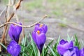 Crocus bright purple snowdrop in a flowering park on a sunny spring day