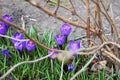 Crocus bright purple snowdrop in a flowering park on a sunny spring day