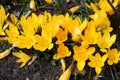 Crocus bright yellow snowdrop in a flowering park on a sunny spring day