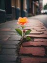 Beautiful flower growing out of crack in a sidewalk