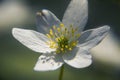 Beautiful flower growing in the park