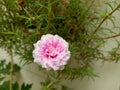 This beautiful flower has white and pink color gradations