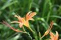 beautiful flower of a hemerocallis in orange or red Royalty Free Stock Photo