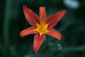 beautiful flower of a hemerocallis in orange or red Royalty Free Stock Photo