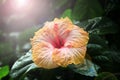 Beautiful flower of Hibiscus in sunny rays. In tropical garden