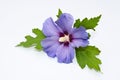 Beautiful flower of Hibiscus syriacus 'Blue Bird' on white background Royalty Free Stock Photo