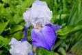 Beautiful flower a high quality iris bichromatic in a garden Royalty Free Stock Photo