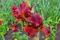 Beautiful flower a high quality iris bichromatic in a garden Royalty Free Stock Photo
